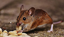 24 Hour & Emergency Exterminators in Martic Forge, PA